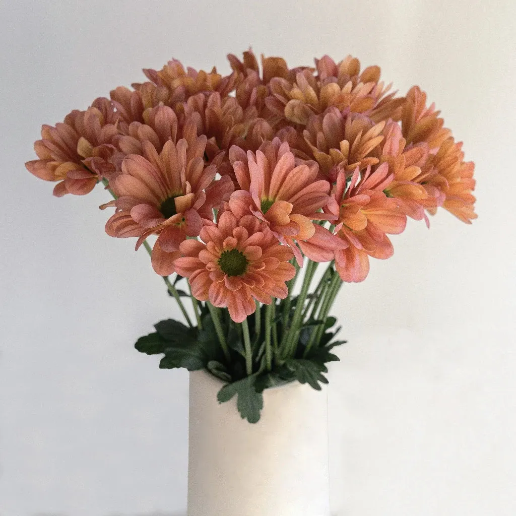 Peach Pastel Daisy Flower