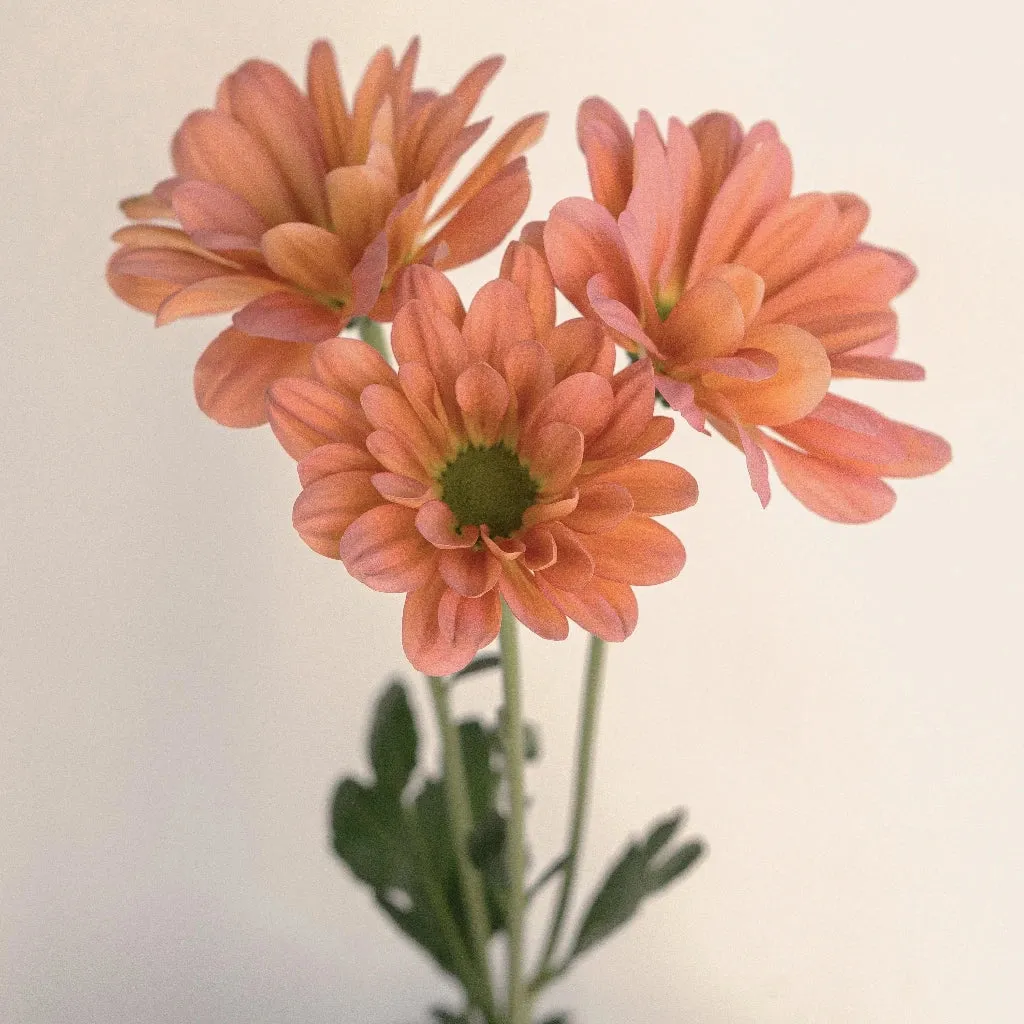 Peach Pastel Daisy Flower