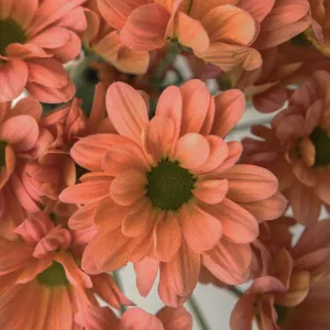 Peach Pastel Daisy Flower