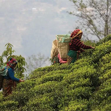 White Tea Rose Melange, Organic Loose Tea by Rishi Tea & Botanicals, 125 gr.