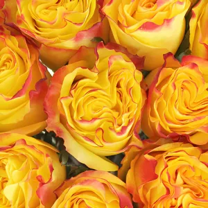 Yellow Inferno Rose