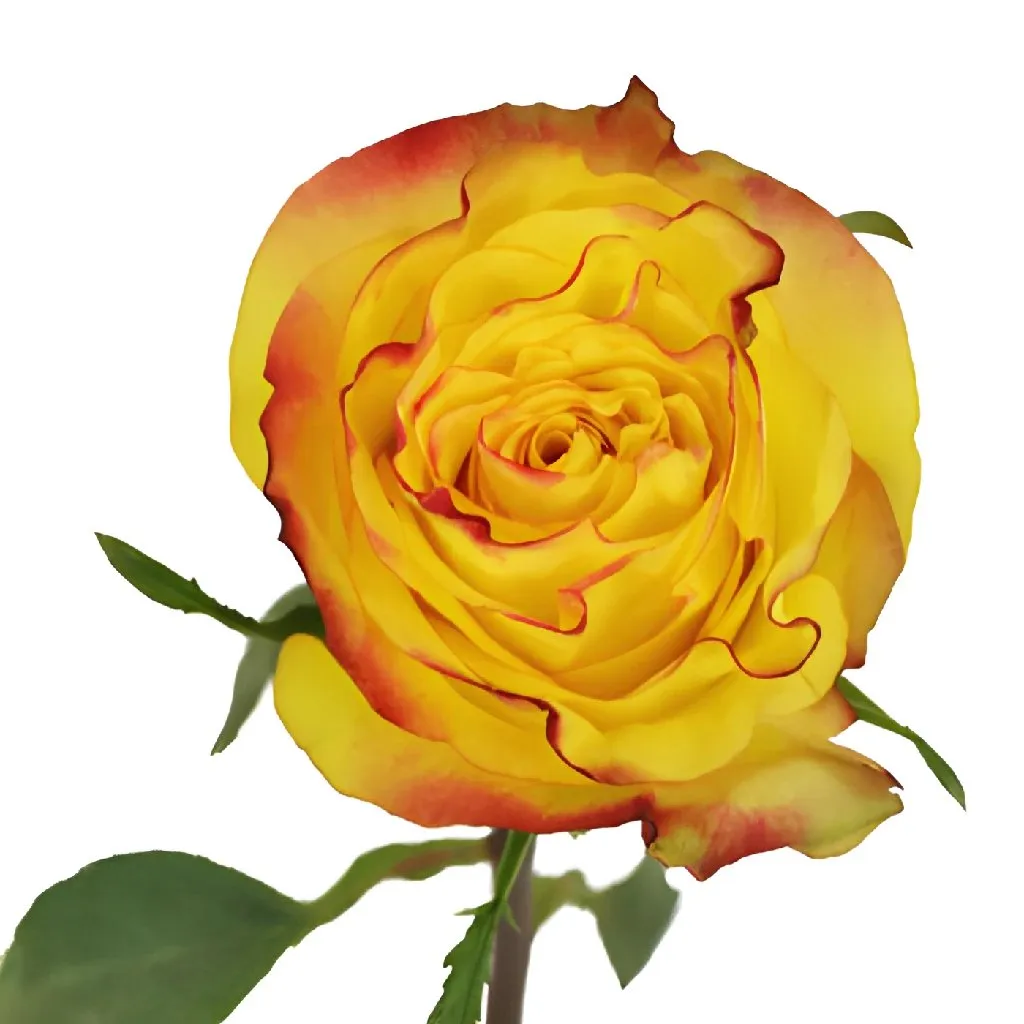 Yellow Inferno Rose