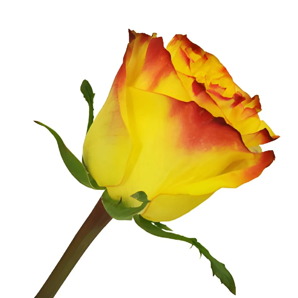 Yellow Inferno Rose